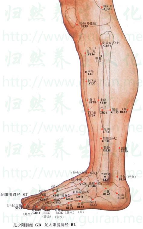 飛揚穴位置|醫砭 » 經穴庫 » 飛揚